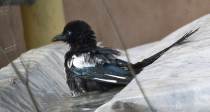 Uccelli arruffati